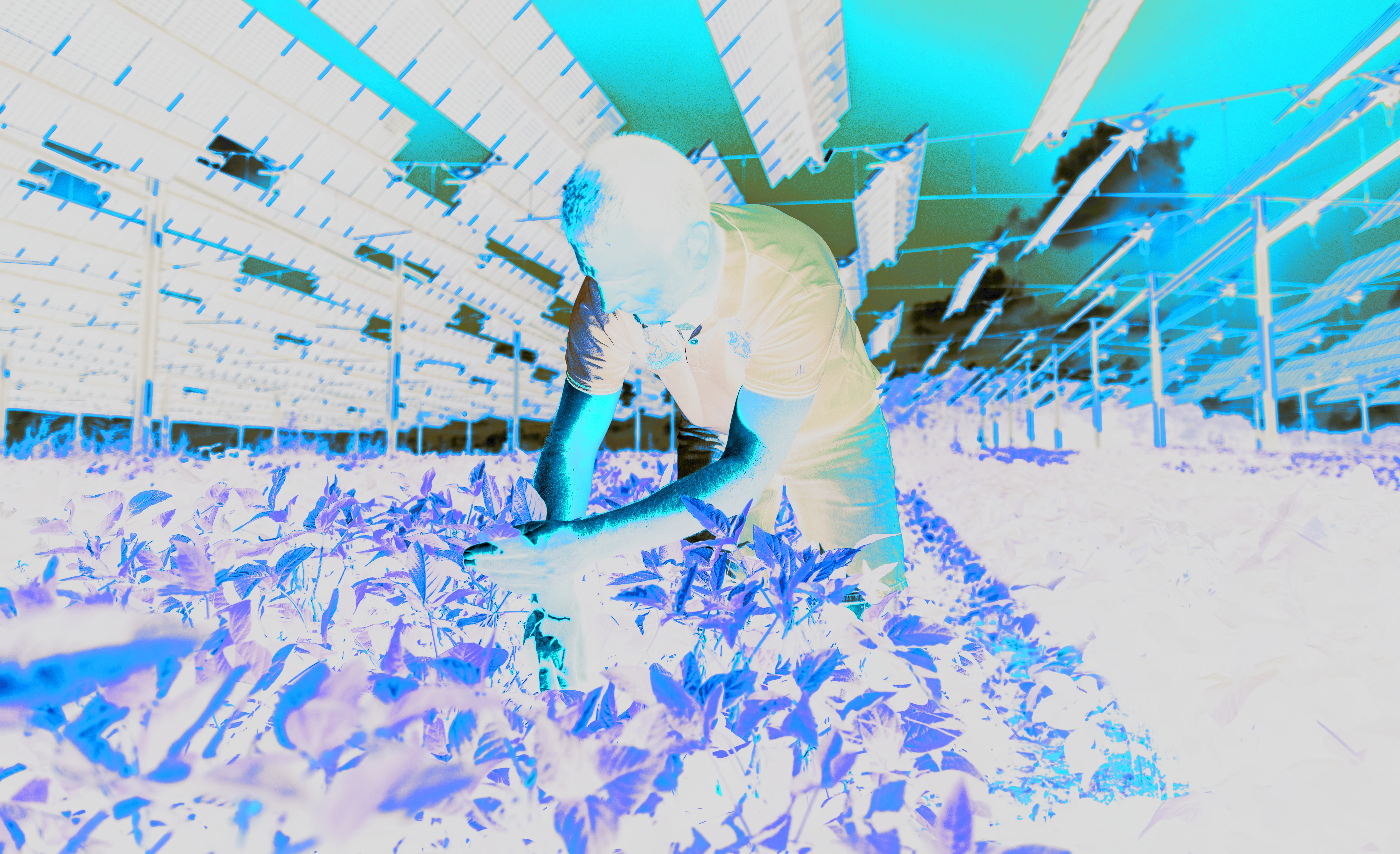 Proyecto Agrovoltaico 2